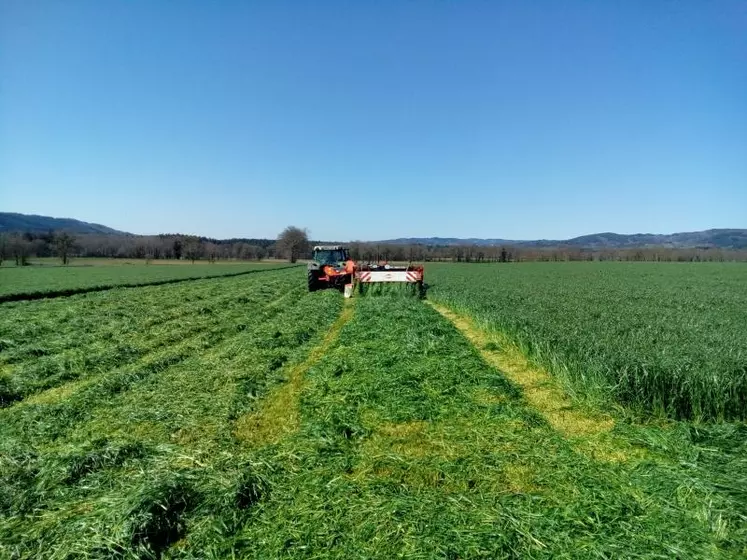 L’herbe séchée à plat est reprise au sol et posée sur un tapis.
