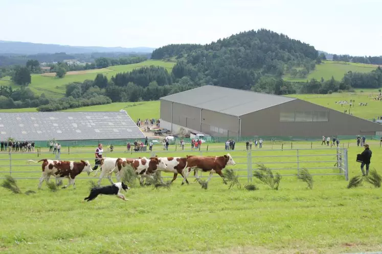 Le parcours du concours reproduit le travail quotidien d'un chien sur un troupeau.