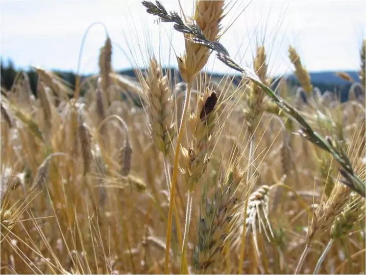 Sclérote d’ergot sur triticale, Haute-Loire