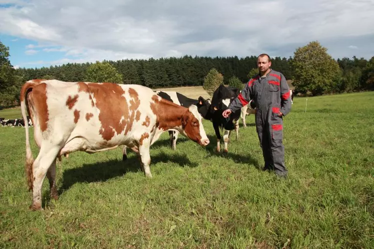 Thierry Dufaud au milieu de son troupeau de Prim'Holstein (avec une Red Holstein au premier plan)
