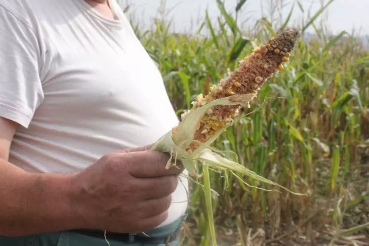 Le blaireau couche les tiges de maïs ; il en couche 50 pour manger un épi.