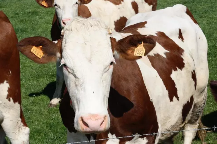 Anticiper les réformes, faire des veaux de boucherie, réduire l’apport de concentrés… des solutions à étudier, pour réduire volontairement la 
production de lait.