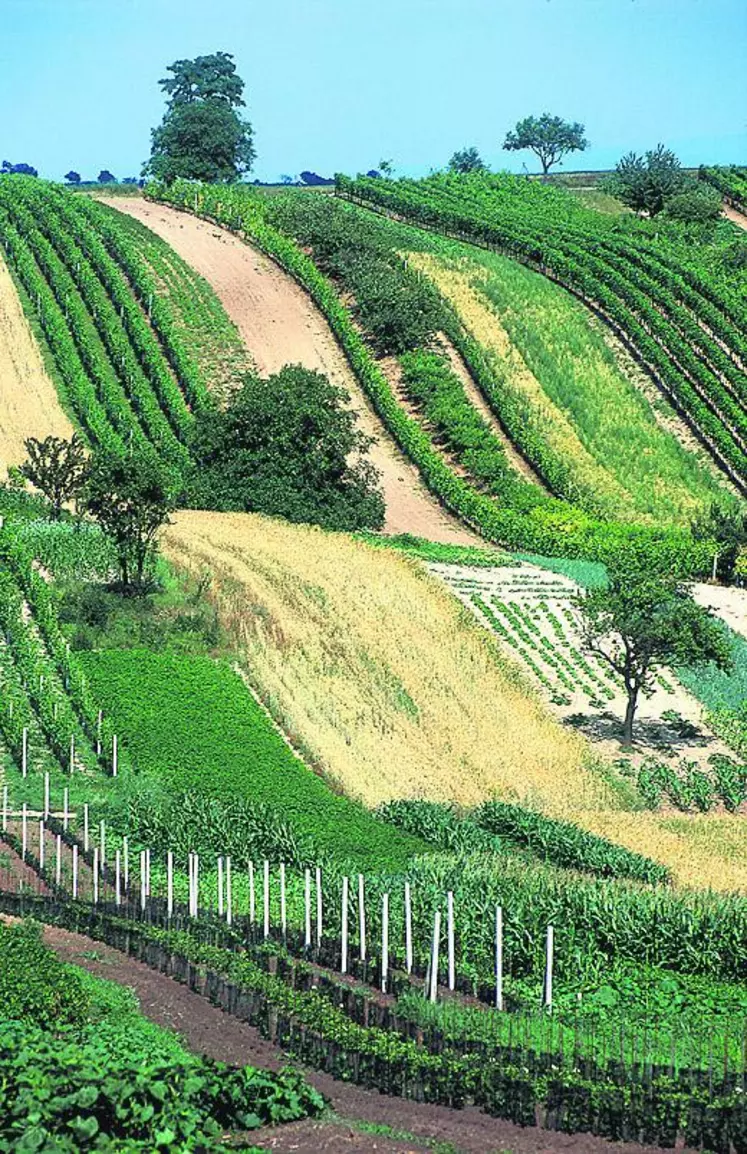 La Slovaquie importe 300 000 hl de vin par an.