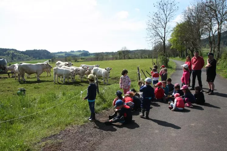 Les enfants observent les charolaises en train de pâturer.