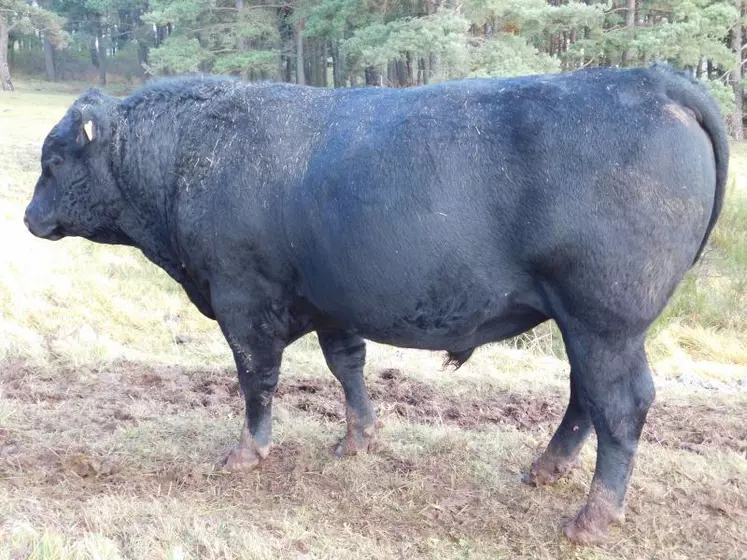 Les Angus de Franck Villard éveillent la curiosité des automobilistes.
Certains agriculteurs du secteur et des touristes n’hésitent pas à s’arrêter pour lui demander qui sont ces vaches noires ? Ici le taureau Maetro.