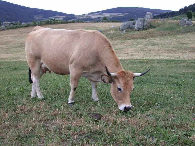 belle Aubrac à la pâture