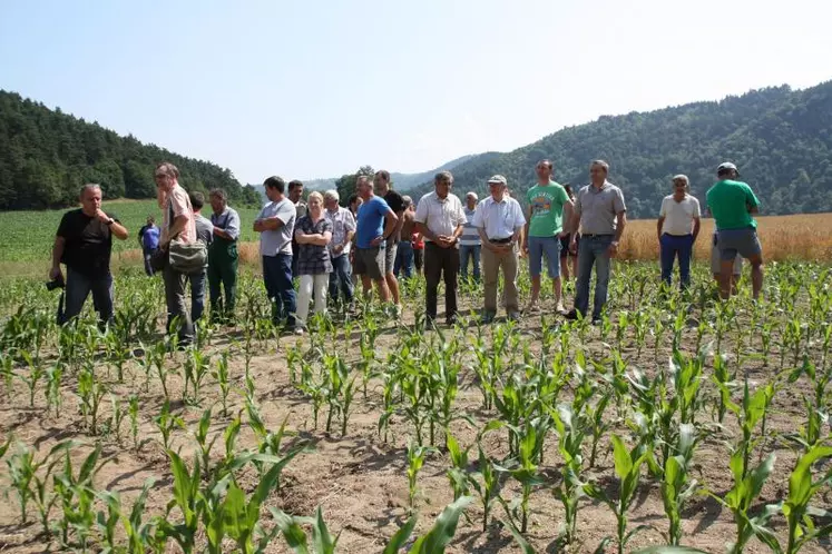 Sur une parcelle de maïs, Yannick Fialip, des agriculteurs de Beauzac et des communes environnantes et les élus locaux, Jean Proriol et Joseph Chapuis, ont constaté les dégâts commis par les 
sangliers.