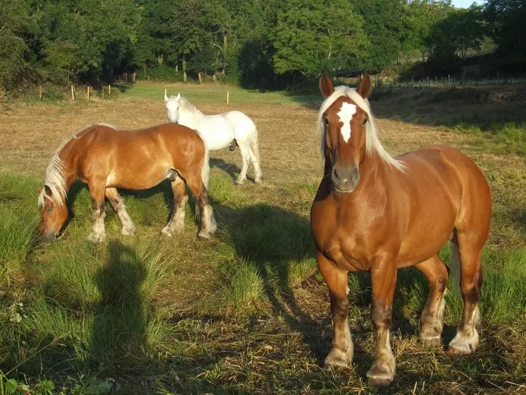 25 Comtois et 2 Percherons chez Léon Richaud.