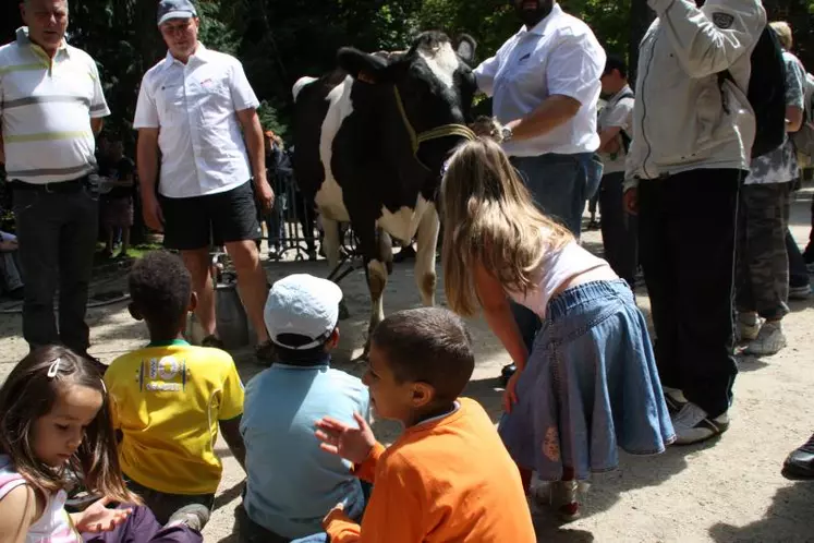 La traite des vaches…