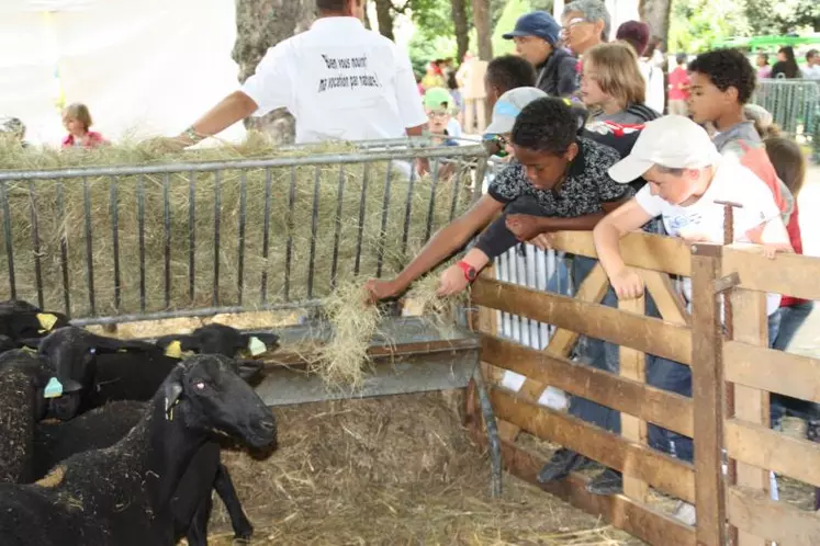 Un peu de foin pour les moutons…