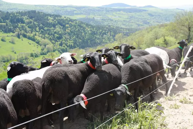 La place de la production ovine française dans l’Europe et à l’international était au coeur d’une table ronde organisée par la FNO.