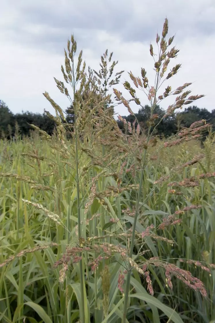 L’implantation d’un sorgho fourrager est possible jusqu’à la fin juin.