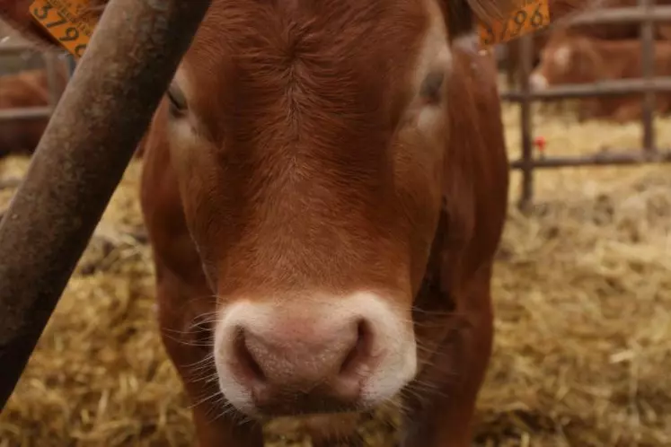 Veau Limousin