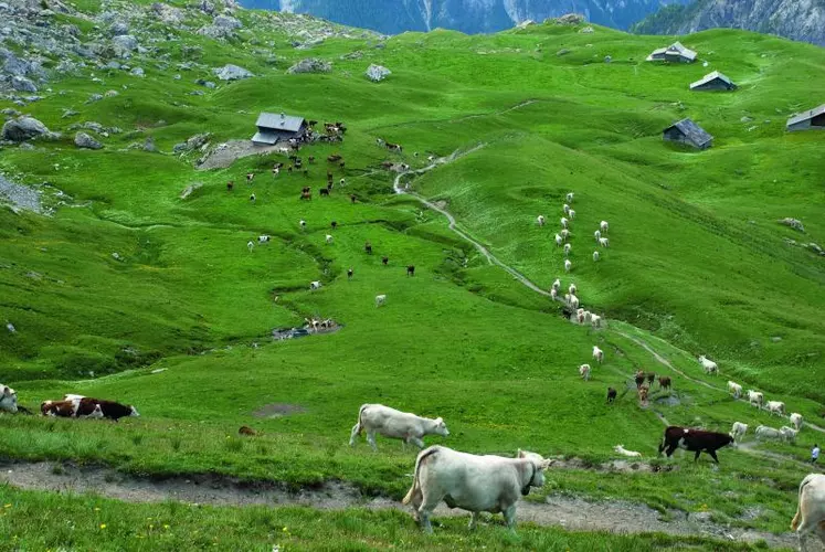 Au nom du pragmatisme, Bruxelles vient de faire plusieurs propositions concernant l’agriculture
et les produits de montagne (ici dans le Queyras, Hautes-Alpes).