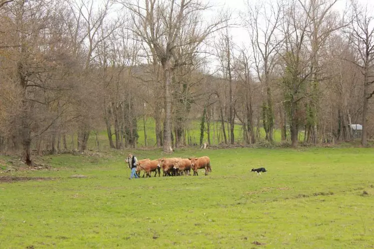 Jean-François Quintin, président de l’association Chien de Troupeau 43 et sa chienne Elena, appliquent bien la leçon…