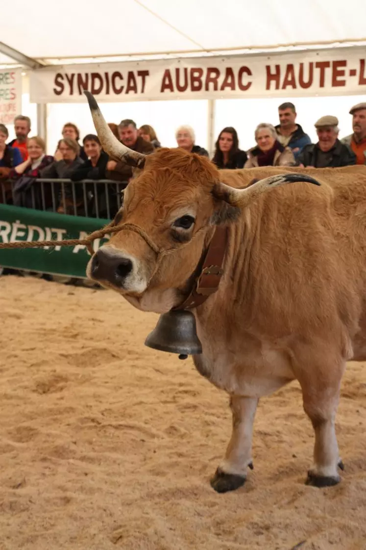 Les Aubracs ont défilé avec élégance.