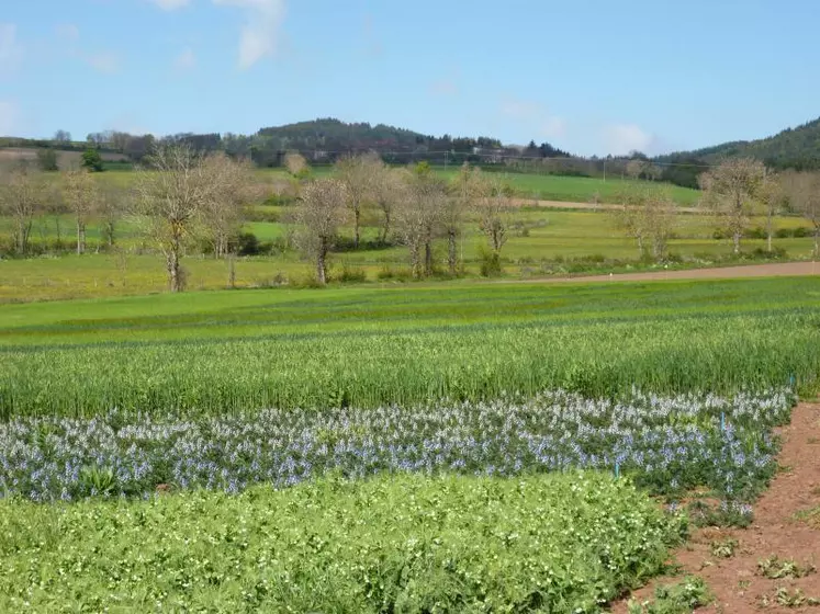 Pour les pois, féveroles et lupins, il faut semer tôt, vers la mi-mars, sur un sol bien ressuyé et aplani, de préférence avec un pH supérieur à 5,8.