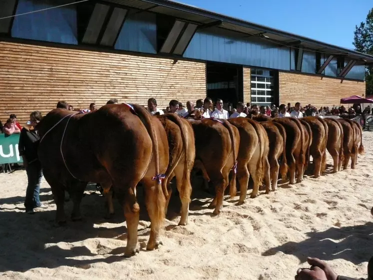 Prix d'ensemble en Limousines.