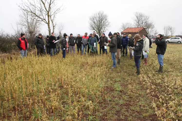 Les essais consacrés aux cultures intermédiaires ont été ouverts à la visite le 20 janvier dernier.