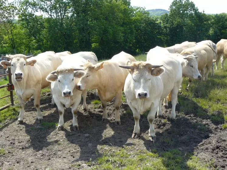 La finition de génisses est plus rentable si le poids d’abattage est élevé, si elle optimise l’herbe 
et vise les filières haut de gamme.