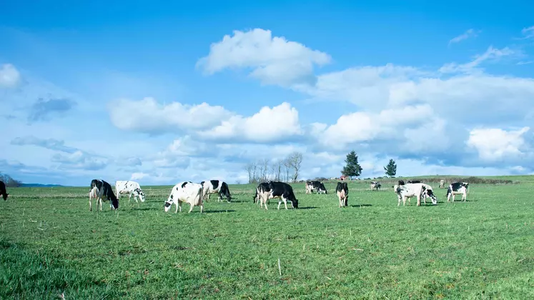 Troupeau Prim'Holstein à la pâture de Mathieu Cornayre