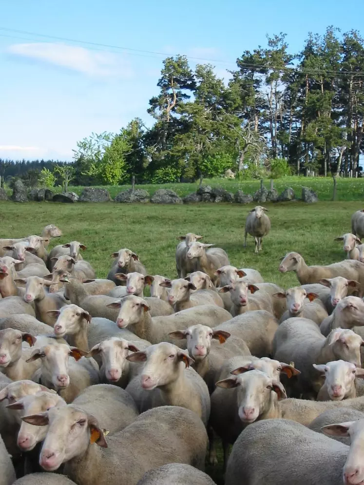Les animaux déclarés doivent être détenus dans l’exploitation du 2 février au 12 mai 2010 inclus
