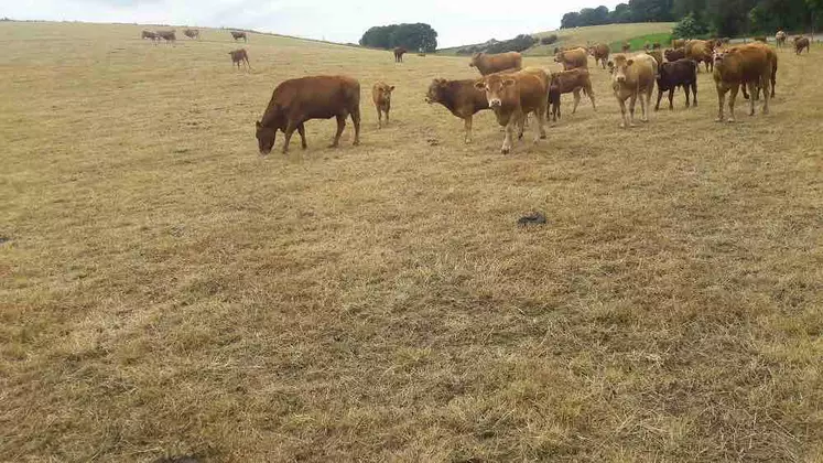 Vaches allaitantes sur prairie sèche.