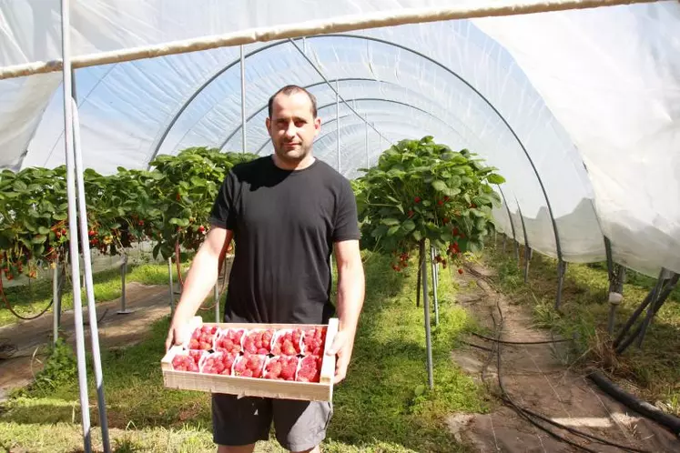 Jacques Jouve devant ses tunnels de fraises en jardins suspendus.
