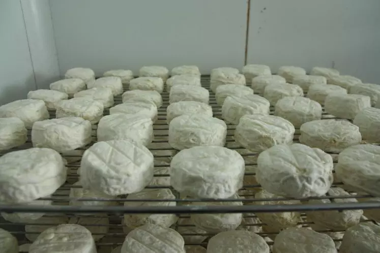 Fromages de chèvre fermiers