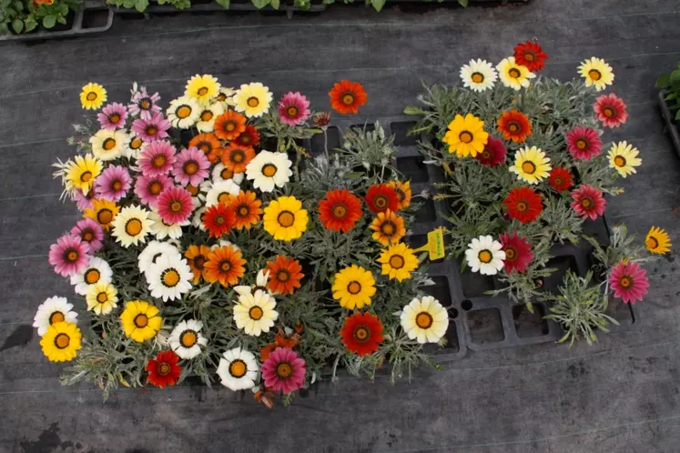 Le Gazania, plante vivace.