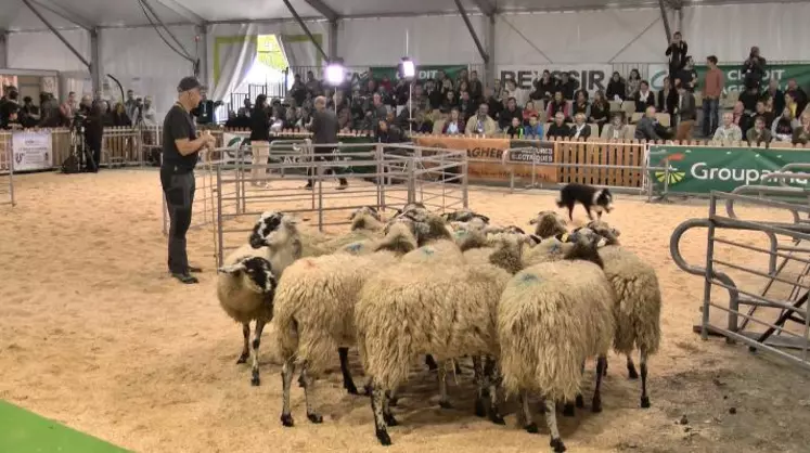 Le public était au rendez-vous sur le ring ovin.