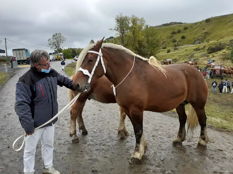 Jument Comtoise au concours départemental de chevaux lourds 2020 au Monasteir/Gazeille en Haute-Loire.