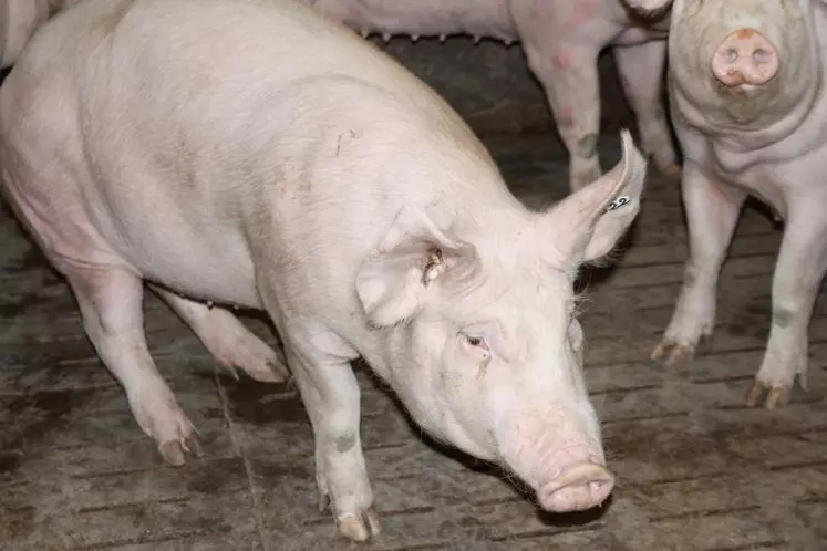 Les cours du porc dévissent...