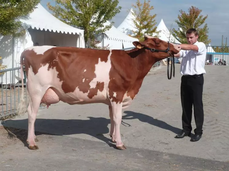 "Elvette" superbe Prim'Holstein altiligérienne récompensée.