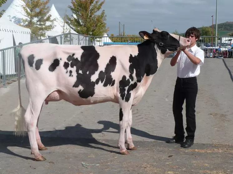 "Espérance", superbe Prim'Holstein altiligérienne récompensée