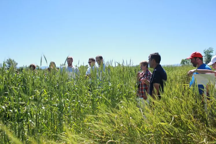La visite sur la plate-forme suscite de nombreuses questions des agriculteurs. Ici au milieu des blés populations.