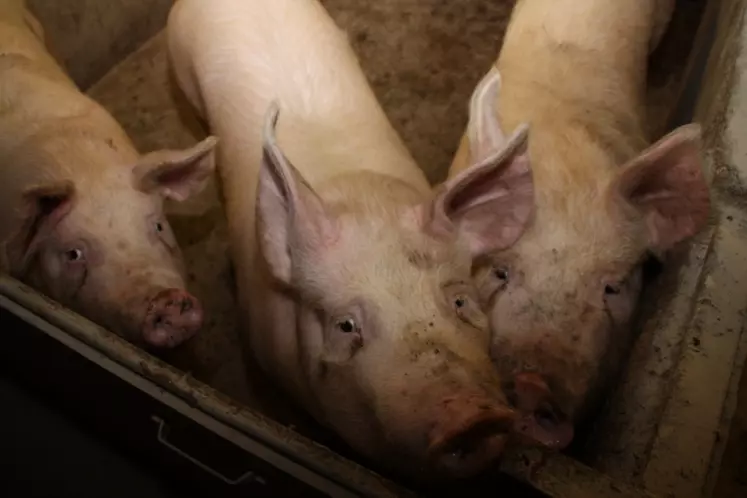 Les porcs sont nourris aux céréales.