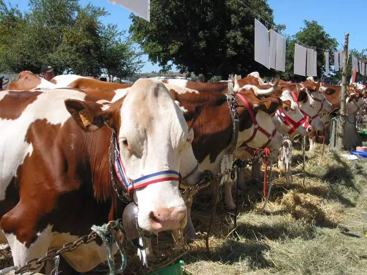 Le concours Montbéliard a réuni une belle brochette de vaches issues de 11 élevages.