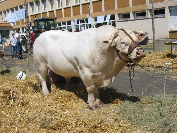 Les bovins viande en présentation.