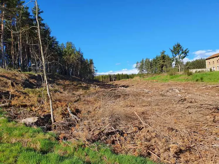 Coupe rase en forêt