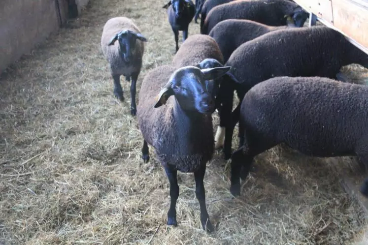 Sur les trois exploitations des agnelles de ce printemps sont disponibles à la vente.