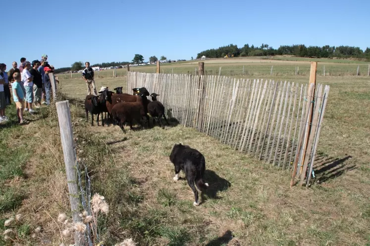 Concours amical des chiens de troupeau.