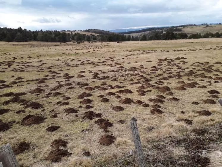 Une parcelle du plateau du Mézenc envahie par les campagnols.