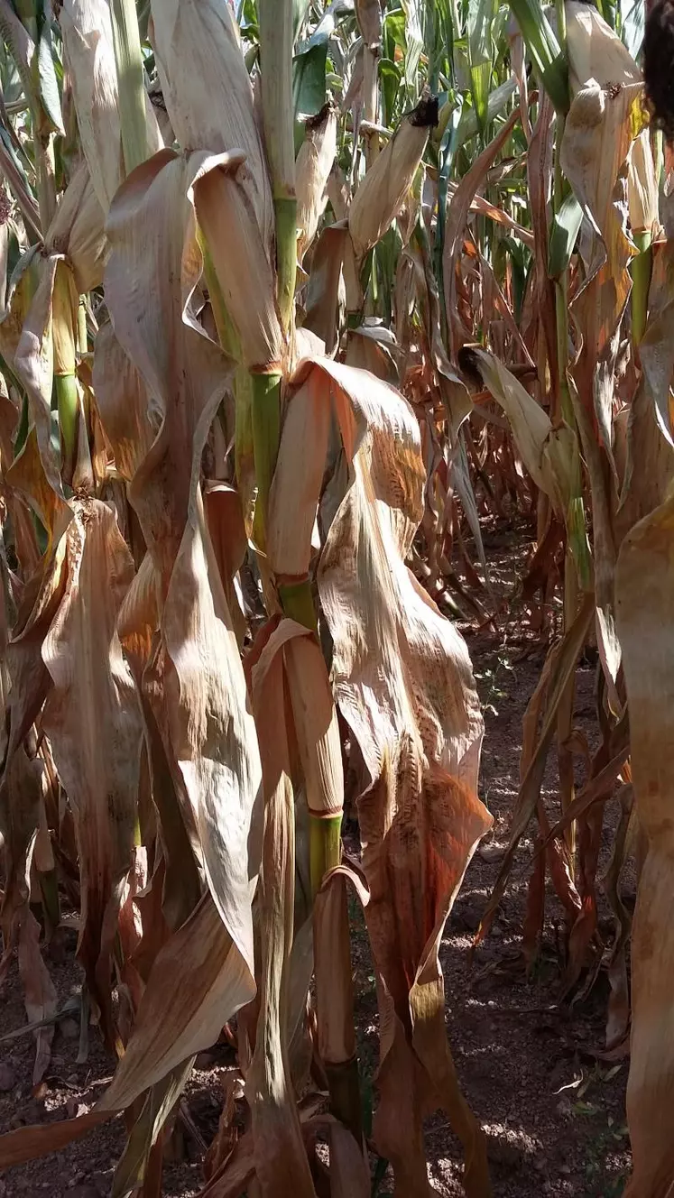 Les plantes se déssèchent, il est temps de récolter.