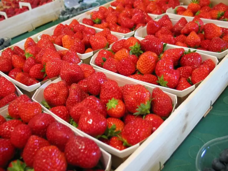 2011, une belle année avec des rendements en hausse en fraises.