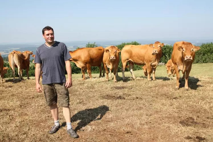 Mickaël Forestier avec son troupeau de Lismousines.