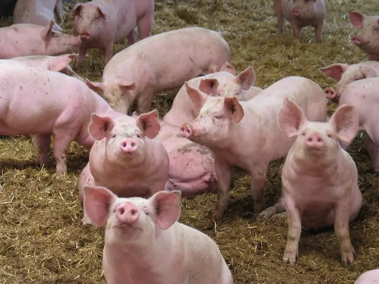 L'élevage de porcs en Haute-Loire concerne encore une petite centaine d'éleveurs.