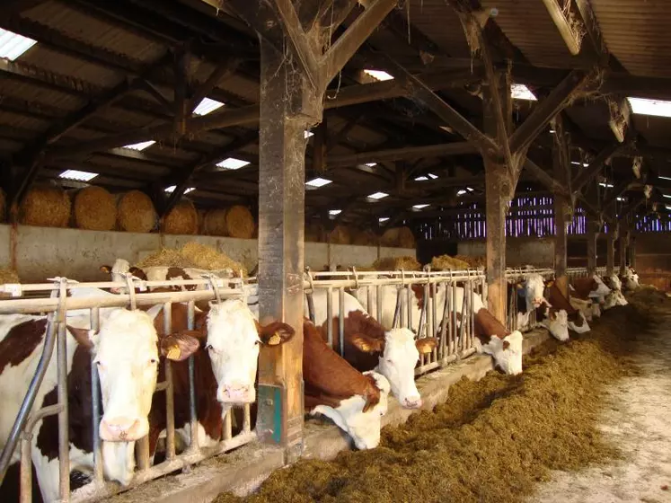 Le traitement ciblé de rentrée permet d’optimiser la production des vaches durant la période de stabulation.