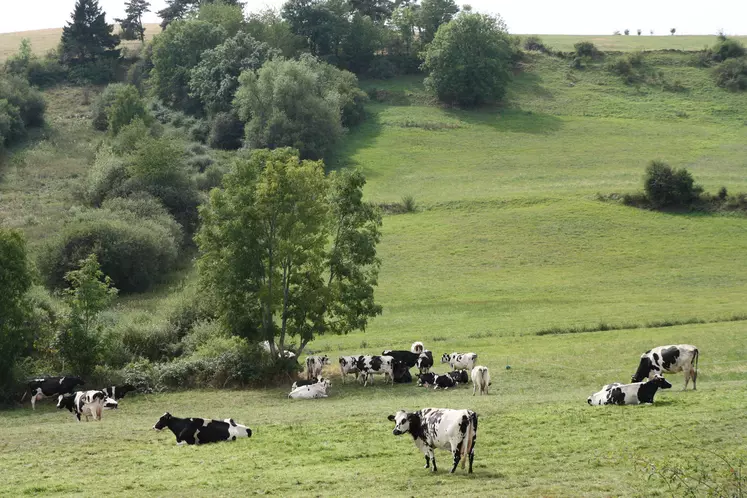 Vaches laitières au pâturage