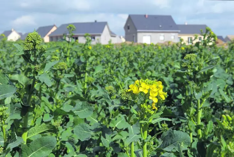 En France, environ 90 000 ha de surfaces agricoles disparaissent actuellement chaque année.